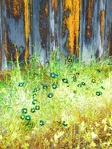 Rustic Summer Daises 